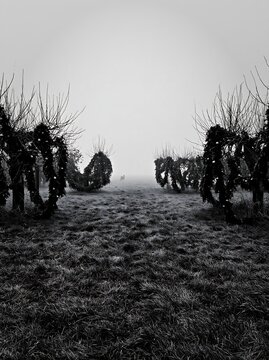 Meadow with apple trees and garlands during foggy weather