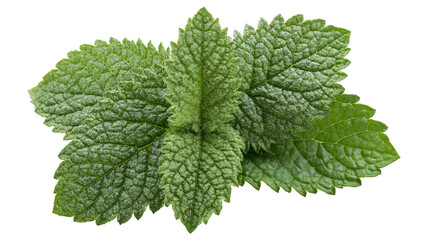 Isolated fresh green mint leaves close up showcasing natural texture and vibrant color © Diego