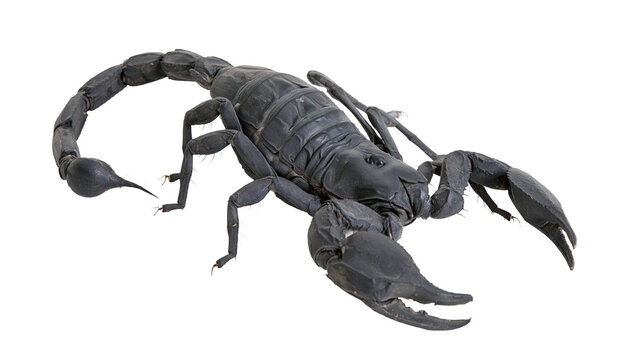 Isolated dangerous black emperor scorpion, predatory invertebrate with raised venomous tail.