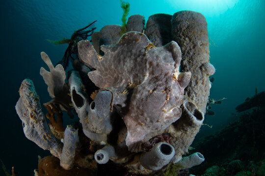 A giant frogfish, Antennarius commersoni, blends into a sponge on a coral reef in the Derawan Islands, Indonesia. As voracious predators, frogfish are masters of camouflage.