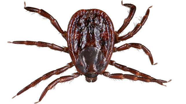 Isolated macro close-up of a dangerous brown tick, a parasite and disease vector arthropod.
