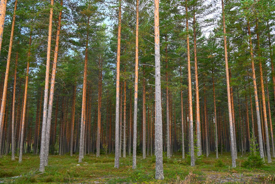 Finnish Scandinavian pine tree forest