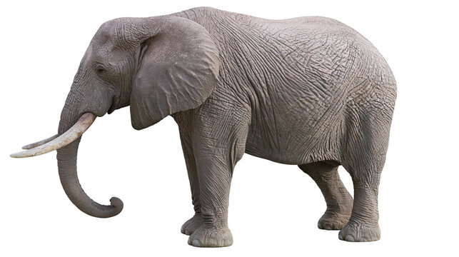 Isolated powerful African elephant showing its distinctive large tusks and wrinkled hide