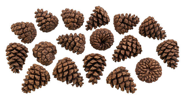 Isolated assortment of natural brown pine cones, showcasing detailed textured scales.
