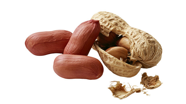 Isolated fresh peanuts with shells and peeled kernels, a natural healthy food ingredient