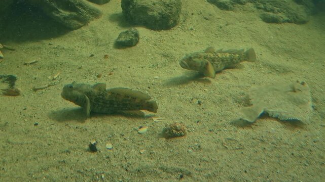 Small goby fish and flatfish resting on sandy sea bottom in clear shallow underwater environment with natural daylight reflection, peaceful marine wildlife close up video footage view