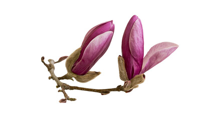 Isolated branch with two blooming pink magnolia flower buds and soft fuzzy texture © Lucas
