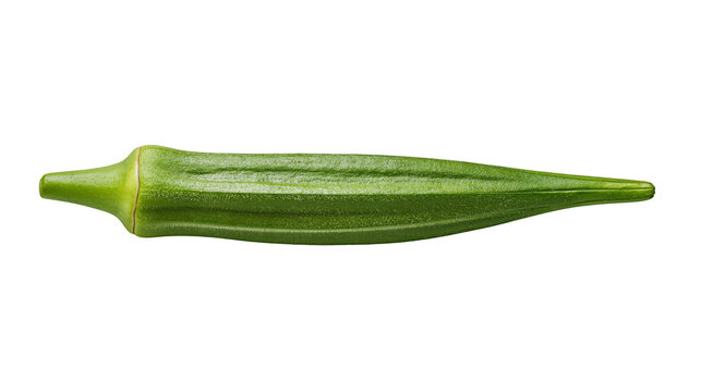Isolated fresh green okra pod, a popular healthy vegetable used in various international cuisines