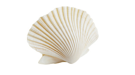 Isolated natural scallop seashell featuring ribbed texture, a beautiful pristine marine object © Lucas