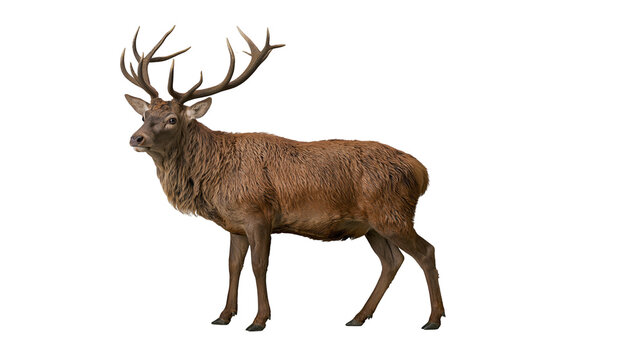 Isolated majestic red deer stag standing gracefully, strong antlers visible, elegant wildlife animal