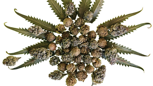 Isolated cannabis leaves and dried marijuana buds arranged in a decorative radial starburst pattern