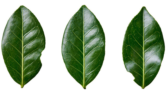 Isolated three fresh green leaves, two with natural insect bite marks, one perfectly intact.