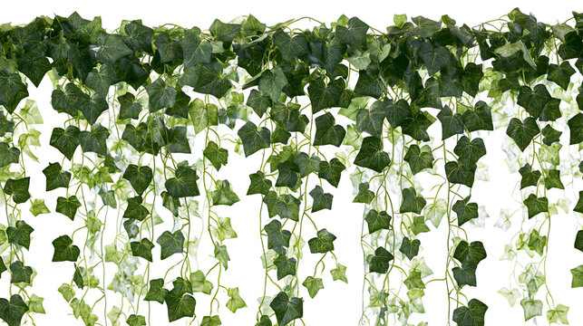 Isolated artificial green ivy vine garland hanging for decoration with lush foliage