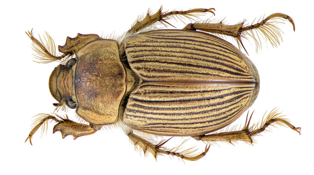 Isolated large textured brown beetle with striped elytra and hairy legs, top view