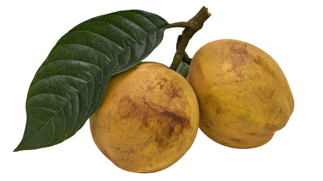 Isolated ripe sapodilla fruits with a green leaf on a branch, tropical sweet Chiku fruit