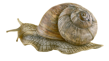 Isolated garden snail creeping slowly with its spiral shell, showcasing detailed body texture © Andrei
