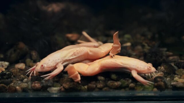 Pair of albino clawed frogs interacting and resting together on smooth gravel bottom inside a freshwater aquarium, detailed macro close up shot of unique exotic aquatic pet species behavior