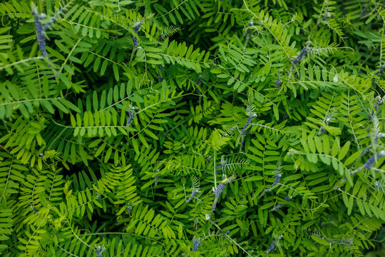 Green vetch leaves natural plant background texture