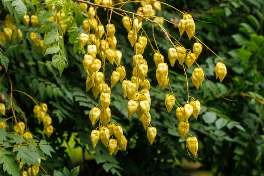 Golden bladder senna seed pods hanging on branch