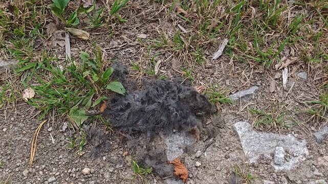 Dead European mole with feeding flies on the roadside