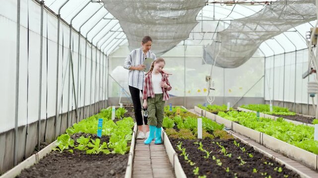 Two people inspect leafy crops inside a bright greenhouse, walking a central path between raised beds, highlighting sustainable agriculture and organic vegetable cultivation.