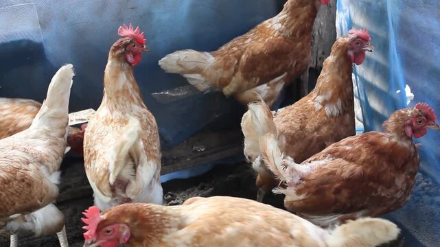 Free-range laying hens raised using traditional methods.