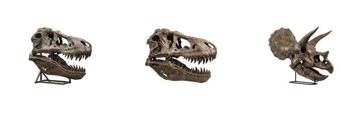 Dinosaur skulls isolated on white background, realistic Tyrannosaurus Rex and Triceratops fossil skeleton heads on museum display stands in multiple angle views, high-resolution transparent PNG asset. © Raheem