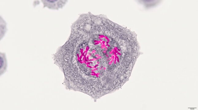 Microscopic view of a cell undergoing mitosis with visible chromosomes stained pink during metaphase
