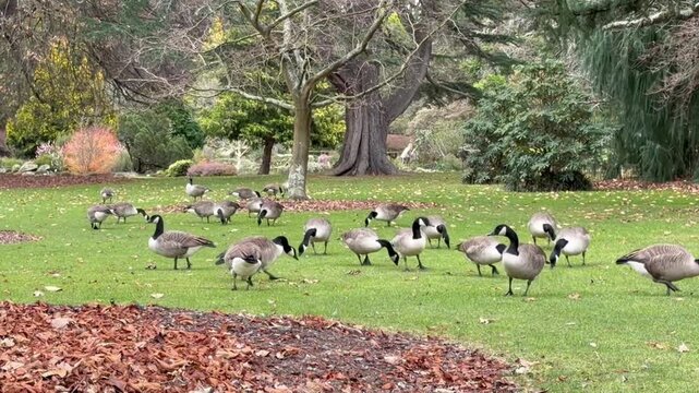 Canada geese flock grazing on green lawn in autumn park with fallen leaves, mature trees, distant people, and calm outdoor atmosphere