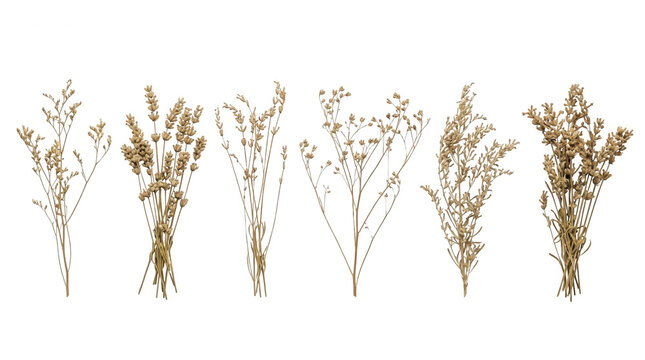 Une collection de six bouquets de fleurs s&eacute;ch&eacute;es et herbes sauvages dispos&eacute;s en ligne sur un fond blanc pur, parfaits pour une d&eacute;coration rustique ou un design minimaliste.