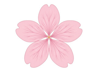 Fototapeta premium Une illustration vectorielle élégante d'une fleur de cerisier rose isolée sur fond blanc, représentant la délicatesse du printemps et la beauté naturelle de la flore japonaise.
