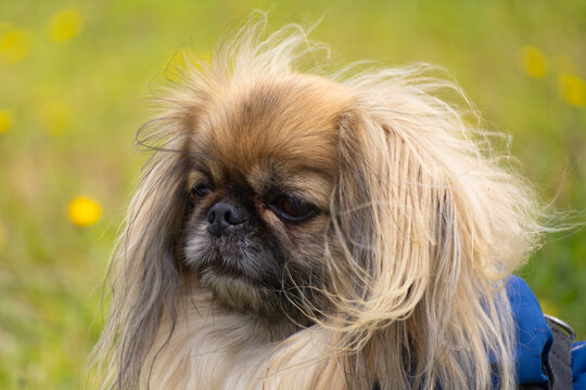 Pekingese dog