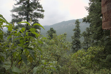 Dense Coniferous Woodland and Mountain Valley Vistas in Mexico © miguel