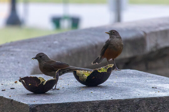 Rufous-bellied thrushes eating avocado on stone bench. Focus on Brazilian fauna, urban wildlife, and ornithology.