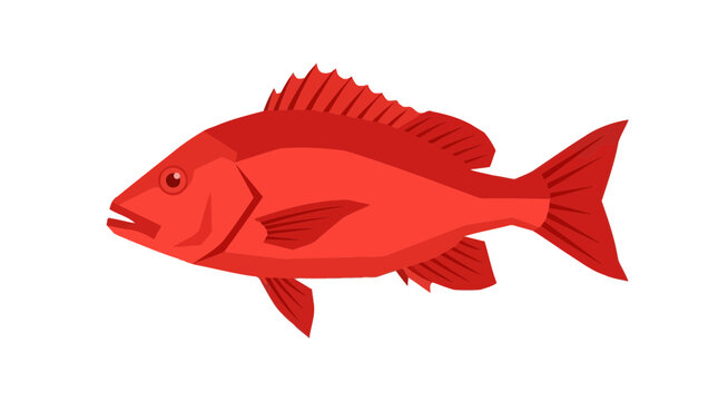 Red Snapper Fish Illustration Isolated on White Background