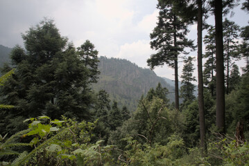 Scenic Mountain Forest Landscape with Steep Rocky Cliffs and Pine Trees © miguel