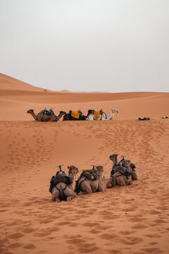 camel in the desert