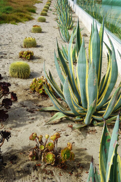 A large variegated century plant growing in a sandy garden bed alongside golden barrel cacti and Aeonium succulents outdoors, San Diego, CA