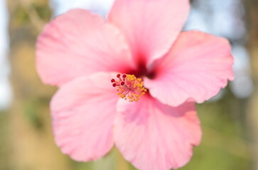 Flor Rosa © Diego
