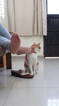 Yellow and Orange Cat Rubbing Against Its Owner's Feet