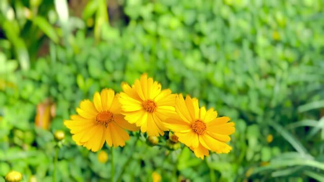 yellow dandelion flower