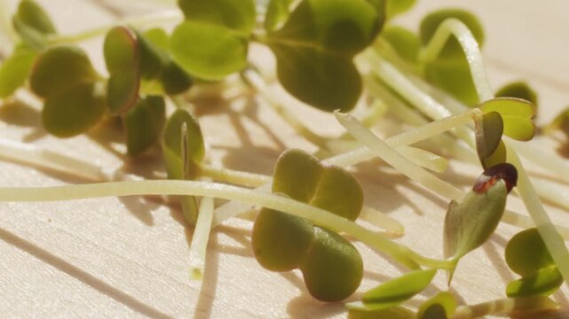 Microgreens of radish, peas and watercress in black containers, sprouted watercress close-up, healthy food on the windowsill