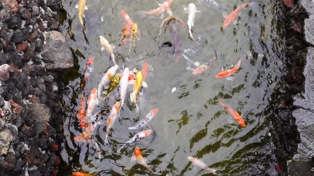 Koi Carp of Different Varieties Swimming in a Public Pond