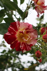 red hibiscus flower © Darling