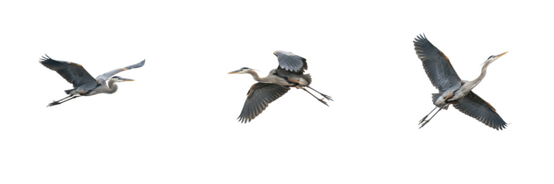 Flying herons isolated on white background, realistic great blue herons with wings spread in mid-air motion sequence, high-resolution transparent PNG graphic asset for wildlife and nature creative pro