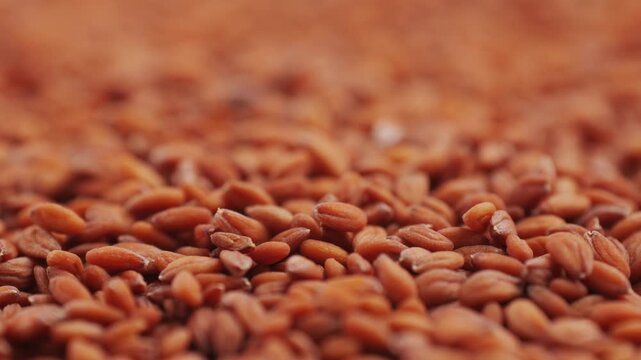Different microgreens seed seeds salad broccoli arugula isolate on white background. Selective focus. Nature.
