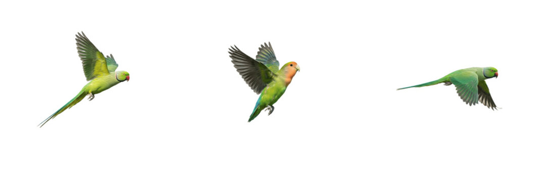 Set of rose-ringed parakeets flying isolated on white background, green parrot bird in motion with spread wings, dynamic animal wildlife nature stock PNG cutout graphic elements for creative design pr