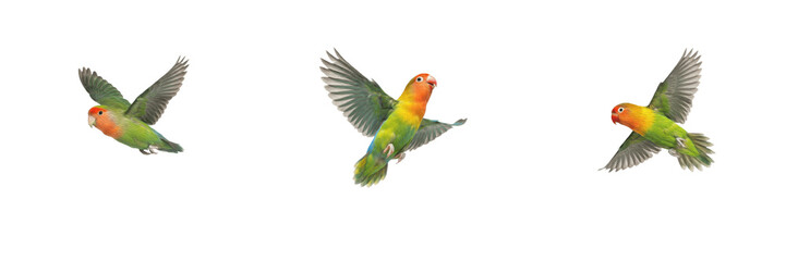 Fototapeta premium Set of peach-faced lovebirds flying isolated on white background, colourful small parrot in motion with spread wings, dynamic animal wildlife nature stock PNG cutout graphic elements for creative desi