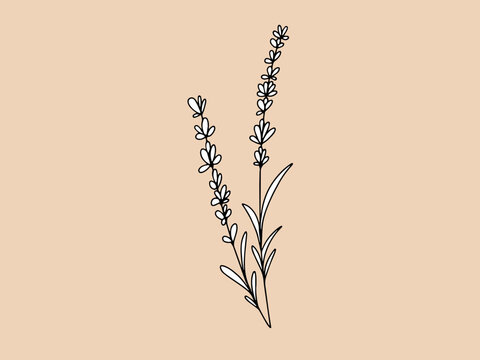 Ramas de lavanda en arte lineal continuo estilo boho sobre fondo c&aacute;lido