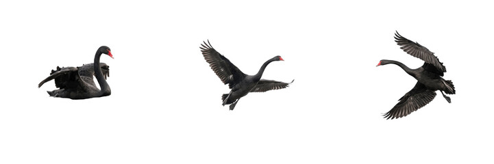 Set of black swans flying isolated on white background, elegant dark waterbird in motion with spread wings, dynamic animal wildlife nature stock PNG cutout graphic elements for creative design project © Trump